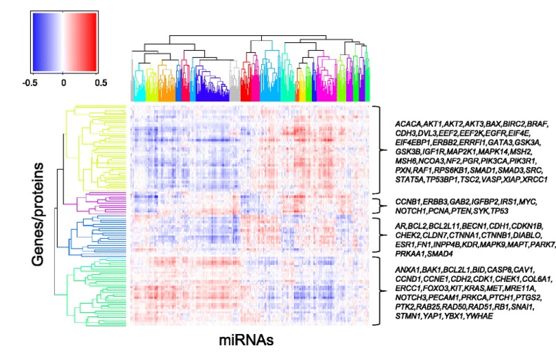 Figure 5. The miRNA-mRNA-protein interactome. The clustered heatmap represents all miRNA coefficients from the univariate model 3 with the 421 miRNAs shown as columns and the 105 gene/protein pairs shown as rows. Pearson correlation distance and complete linkage was used in the hierarchical clustering. The colors of the dendrograms represent the different clusters found by the PART algorithm [21]. The miRNAs form 23 unique clusters and the gene-protein pairs form four clusters. Genes/proteins residing in each cluster are indicated to the right in alphabetical order.